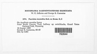 Puccinia recondita image